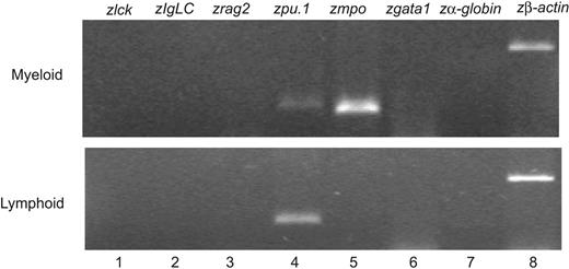 Figure 7. RT PCR analysis of hematopoietic cells from the TG(zpu.1:EGFP)df5 adult kidney. GFP-sorted cells from the myeloid and lymphoid light-scatter compartments were analyzed for lineage-specific expression of the zebrafish lck, IgLC, rag2, pu.1, mpo, gata1, α-hemaglobin, and β-actin genes.