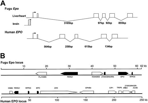 Figure 1. Comparisons of the Fugu and human Epo loci. (A) The transcription start site is shown by an arrow. Exons are shown as rectangles and introns shown as thin lines. The sizes of introns are shown. (B) Genes are shown as arrows, with the syntenic genes shown as filled arrows. The gene order at the human locus on Chr7 was obtained from the UCSC Human Genome Browser (http://genome.ucsc.edu). The human gene for 2700038N03Rik was identified in this study.