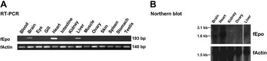 Figure 3. Expression pattern of the Fugu Epo gene. (A) RT-PCR analysis. The Fugu Epo cDNA (fEpo) was amplified by RT-PCR using primers complementary to exons 2 and 3. The kidney tissue used for RNA extraction includes the head and the tail kidney. Actin was amplified as an internal control for the quality of Fugu cDNA. (B) Northern blot analysis. Each lane contains about 20 μg (brain, heart, kidney, ovary) or 10 μg (liver) of Fugu total RNA. The Epo transcript in the brain (1.54 kb) is shorter than that in the heart and liver (1.73 kb). A larger transcript of 3.1 kb is also found in these tissues. The sequence of this transcript is not clear from the exon-intron structure of Epo predicted by us.