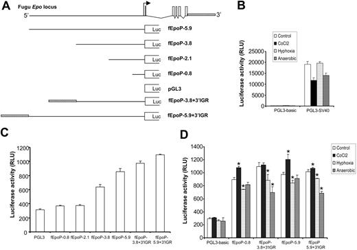 Figure 4. Fugu promoter analysis in a fish (top minnow) hepatoma cell line (PLHC-1). (A) Schematic representation of the luciferase (Luc) reporter gene constructs. Fugu Epo locus is shown at the top. The transcription start site is shown by an arrow. (B) The luciferase activity of pGL-basic (PGL3-basic) and pGL3-control (PGL3-SV40) vectors transfected into the PLHC-1 cell line. SV40-promoter/enhancer driven pGL3-control vector, which was used as a positive control, showed up to 115-fold increase in the luciferase activity. (C) The luciferase activity of various promoter-luciferase constructs transfected into the PLHC-1 cell line. The level of luciferase activity obtained with various fEpo promoter-luciferase constructs was significantly higher (P < .05) than that of the pGL3-basic vector. (D) The luciferase activity of the various promoter-luciferase constructs under normal conditions (control), in the presence of cobalt chloride (CoCl2), under hypoxic conditions, and under anaerobic conditions. *Significantly different from the corresponding control at P < .05. RLU indicates relative light unit. The data shown are the mean (n = 3) ± standard error of the mean.