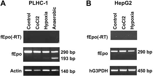 Figure 5. Expression of Fugu Epo in PLHC-1 and HepG2 cell lines. An 11-kb genomic fragment of the Fugu Epo was transfected into the PLHC-1 (A) or HepG2 (B) cell lines that were cultured under normal (Control), hypoxic, or anaerobic conditions, or in the presence of cobalt chloride (CoCl2). HepG2 cells did not survive under anaerobic conditions. The expression of Fugu Epo (fEpo) was analyzed by RT-PCR. PCR was also done with an aliquot of the RNA treated with DNAse that was used to synthesize cDNA (fEpo(-RT)) to check for residual genomic DNA in the cDNA preparations. The larger fEpo band (290 bp) represents unspliced transcript and the smaller band (193 bp) the spliced transcript. Endogenous actin or human glyceraldehyde-3-phosphate dehydrogenase (hG3PDH) fragment was amplified as an internal control. Both were found to be efficiently spliced. The following primers were used to amplify hG3PDH: 5′ACCACAGTCCATGCCATCAC3′ and 5′TCCACCACCCTGTTGCTGTA3′.