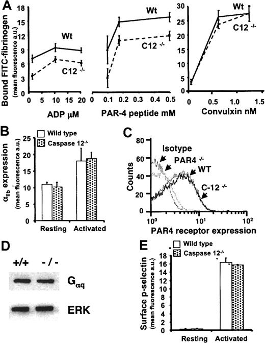 Figure 2. Soluble fibrinogen binding to activated platelets. (A) Washed platelets incubated with soluble FITC-fibrinogen were activated with ADP, PAR4 receptor-activating peptide (AYPGFK), or convulxin, and bound fibrinogen was detected by FACS analysis. Agonist-induced FITC-fibrinogen bound to the platelets is indicated on the y-axis in fluorescence units. Agonist concentration is provided on the x-axis. Data are the means ± SEM for 3 or 4 independent experiments. Caspase-12–/– platelets bound significantly less soluble fibrinogen following stimulation with ADP (P values range from .02 to .003 for the 3 concentrations shown) and PAR4 receptor-activating peptide (P values range from .01 to .005 for the 3 concentrations shown). There was no significant difference in soluble fibrinogen binding at any of the convulxin concentrations. (B) The expression level of surface integrin αIIb (CD41) as measured by FACS analysis and FITC-conjugated anti-CD41 antibody is indicated on the y-axis in fluorescence units for wild-type (white bars) and caspase-12–/– (dotted bars) platelets at rest and following agonist stimulation. (C) Histograms demonstrate the relative PAR4 receptor expression levels as determined by FACS analysis using FITC-conjugated anti-PAR4 receptor antibody. Wild-type (WT), caspase-12–/– (C12–/–), and PAR4–/– platelets were analyzed. The isotype control is indistinguishable from the PAR4–/– platelets, and the wild-type platelets do not differ from the caspase-12–/– platelets. (D) A Western blot shows no difference in Gαq expression between wild-type (+/+) and caspase-12–/– (–/–) platelets. The same membrane was probed for ERK as a loading control. (E) Surface P-selectin (CD62-P) expression was determined using FACS analysis and FITC-conjugated anti–CD62-P antibody. The expression level is indicated on the y-axis in fluorescence units for wild-type (white bars) and caspase-12–/– (dotted bars) platelets at rest and following agonist stimulation. Data in panels B and E are the means ± SEM for 3 independent experiments, and there is no statistical difference between wild-type and caspase-12–/– platelets in either panel.