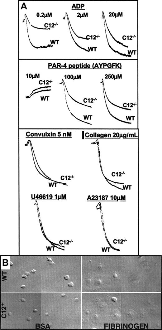 Figure 3. Platelet aggregation and spreading. (A) Platelet aggregation results are presented with light transmission increasing from top to bottom along the y-axis and time along the x-axis. The agonists and concentrations used are indicated. A single agonist concentration aggregation tracing is provided for the 4 agonists that showed no difference between wild-type and caspase-12–/– platelets. However, the lack of a difference between wild-type and caspase-12–/– platelets was seen over a range of concentrations for convulxin (1-50 nM), collagen (0.2-20 μg/mL), U46619 (0.1-10 μM), and A23187 (1-10 μM). (B) Washed wild-type (top) and caspase-12–/– (bottom) platelets were allowed to spread on BSA-coated (left) or fibrinogen-coated (right) glass coverslips. Images were obtained using differential interference contrast microscopy. Images are representative fields taken from 1 of 3 independent experiments that all yielded similar results.
