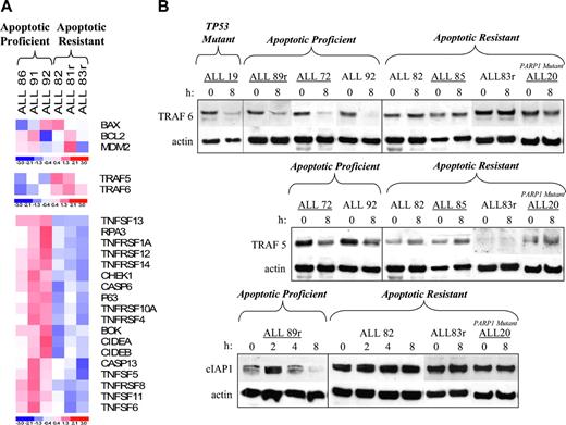 Figure 4. Mini–gene expression analysis indicating increased prosurvival pathway signaling in apoptosis-resistant ALL tumors. (A) Cluster analysis of the difference in expression of apoptotic genes before and 8 hours after 5 Gy IR comparing apoptosis-proficient and apoptosis-resistant tumors. Three patterns of gene expression were observed. (B) Western blot analyses showing defective expression of TRAF5, TRAF6, and cIAP1 proteins in apoptosis-resistant ALL tumors compared with apoptosis-proficient ALL tumors and the p53 mutant leukemia, ALL 19, 8 hours after IR. Actin serves as a loading control. (Underlined ALL tumors were not previously analyzed by array expression analysis.)