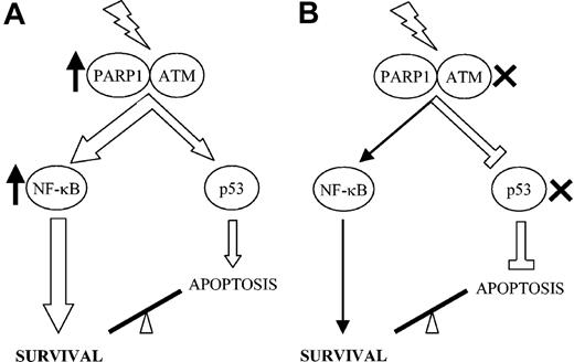 Figure 7. Two alternative models describing 2 mechanisms of IR-induced apoptotic resistance in pediatric B-precursor ALL. (A) In most apoptosis-resistantALL tumors, the p53 pathway is functional, but increased prosurvival signals caused by hyperactive PARP1 or increased NF-κB activity outweigh the apoptotic signal transduced by p53. (B) In some tumors the apoptotic pathway is impaired by the mutation of TP53 or by inactivation of a gene upstream of p53. Therefore, tumor cells survive as a consequence of default prosurvival (eg, NF-κB–dependent) signals.