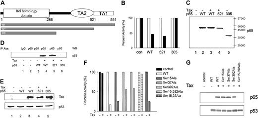 Figure 6. The domain of p65 between amino acids 305 to 521 is important for Tax-mediated p53 inhibition. (A) A schematic diagram of the p65 constructs used in transfection studies in p65–/– cells is shown. (B) p65–/– cells were transiently cotransfected with use of Effectene reagent (Qiagen) with the PG13-Luc reporter construct and control (con), wild-type p65 (WT, 0.1 μg), or p65 deletion constructs 521 or 305 in the absence (□) or presence (▪) of Tax (0.3 μg). A representative experiment is shown in which the p53 activity in the absence of Tax is set at 100%. The RLTK-Luc construct was included in the transfections to equilibrate for transfection efficiency. (C) Protein expression levels of the p65 constructs were determined by Western blot analysis (p65 Ab2; Oncogene Research Product). (D) p65–/– cells were transfected (Lipofectamine plus reagent; Invitrogen) with WT, 521, or 305 p65 constructs or control DNA in the presence (+) or absence (–) of Tax. Nuclear extracts were prepared, and p65 complexes were isolated with use of anti-p65 antibody (Ab2; Oncogene Research Product). Immunocomplexes were separated on 8% Tris-gylcine gels and transferred to PVDF membranes, and the levels of associated p53 protein were visualized by chemiluminescence with an anti-p53 antibody (Ab1; Oncogene Research Product). (E) Western blot analysis was performed on 50 μg nuclear extract from transfected p65–/– cells to determine the levels of Tax and p53. (F) Wild-type (WT; 0.4 μg) or serine-to-alanine mutants (Ser15Ala, Ser37Ala, Ser392Ala, Ser15, 392Ala, or Ser15, 37Ala) of p53 were cotransfected in the absence (–) or presence (+) of Tax (2 μg) and the PG13-Luc reporter (1 μg) in p53–/–, MDM2–/– MEF cells. Luciferase activity was measured 24 hours after transfection. The graph indicates percentage of activity whereby the p53 activity for each construct was set to 100%. (G) Nuclear extracts were prepared 48 hours after transfection. Immunocomplexes were isolated from 0.5 mg nuclear extract with use of p53 (Ab6; Oncogene Research Product) antibody, separated on 10% Tris-glycine gels (Invitrogen), and transferred to PVDF membranes (Immobilon), and p65 was visualized with anti-p65 antisera (CT; Upstate). The lower panel indicates the amount of p53 immunoprecipitated from each extract (Ab7; Oncogene Research Product).