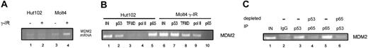 Figure 7. p65-p53 complexes are associated with the inactive MDM2 promoter in HTLV-I–transformed cells. Following treatment of Hut102 and Molt4 cells with 8 Gy ionizing radiation (IR), total RNA (A) was extracted from time 0 (–) or 4 hours after irradiation (+) with use of RNA-Bee (TelTest) as described by the manufacturer. Total RNA (2 μg) was then subjected to reverse transcription and PCR, as described in “Materials and methods,” for amplification of MDM2 or GAPDH mRNA. Reactions were run on 2% agarose gels to visualize the products. (B) Chromatin immunoprecipitation (ChIP) assays were performed on untreated Hut102 cells or Molt4 cells treated with 8 Gy ioinizing radiation (Molt4-IR) with use of the indicated antibodies. PCR amplification was performed with primers specific for the MDM2 promoter. (C) ChIP assays were performed on Hut102 cells to determine the association of p65 and p53 on the MDM2 promoter. Samples were immunoprecipitated with either control IgG sera or anti-p53 or anti-p65 sera (lanes 2, 3, and 5, respectively). Supernatants from anti-p53 and anti-p65 precipitations were then subjected to a second round of precipitation with the anti-p65 or anti-p53 sera, respectively (lanes 4 and 6). DNA was then PCR amplified with primers specific for the MDM2 promoter.