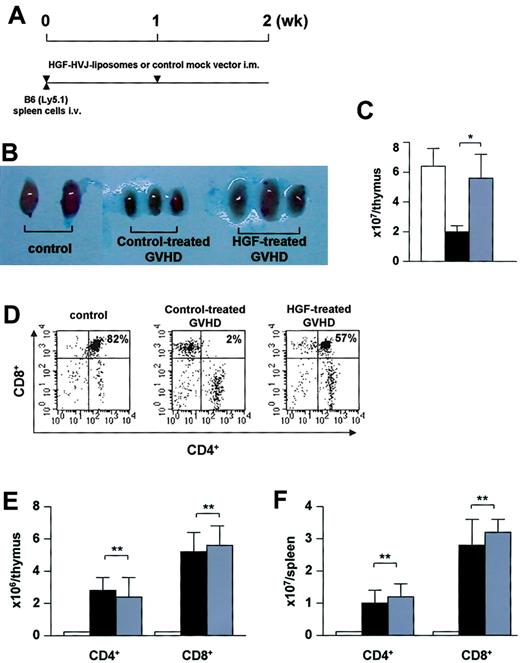 Figure 4. Reduction of thymic GVHD. (A) Experimental protocol. Nonirradiated BDF1 (Ly5.2) recipients received an intravenous injection of B6 (Ly5.1) spleen cells (2.5 × 107) on day 0. BDF1 recipients that received BDF1 spleen cells (2.5 × 107) were used as BMT controls. HVJ liposomes containing 8 μg human HGF cDNA or a mock vector were injected intramuscularly on days 0 and +7 of GVHD induction. (B) On day 14 after GVHD induction, the thymi harvested from HGF-treated GVHD recipients were clearly larger than those from control-treated GVHD recipients. (C) Cellularity of the thymus on day 14 after GVHD induction. Total thymus cells are shown. (D) Cell surface expression of CD4 and CD8. (E-F) Donor T-cell infiltration into the thymus (E) and spleen (F). Donor-derived T cells were distinguished from host cells by the expression of Ly5.1. □ indicates controls; ▪, control-treated GVHD recipients; and ▦, HGF-treated GVHD recipients. Data represent the mean ± SD from 5 mice. *P < .05. **P not significant. Representative results from 2 similar experiments are shown.