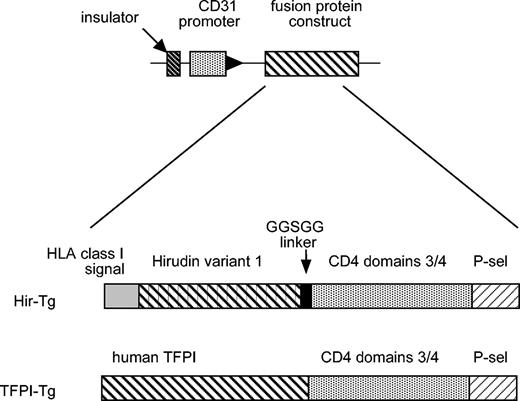Figure 1. Diagrammatic representation of the constructs used to generate the Hir-Tg and TFPI-Tg mice.