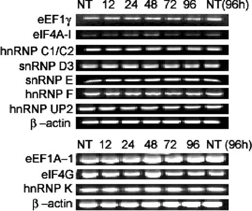 Figure 4. Semiquantitative PCR data for various genes after ATRA treatment. Semiquantitative PCR data for genes EF-1-γ, eIF4A-1, hnRNP C1/C2, snRNP D3, snRNP E, hnRNP F, hnRNP UP2, eEF1A-1, eIF4G, and hnRNP K at 0, 12, 24, 48, 72, 96 hours of ATRA treatment. For equal loading, β-actin was used, and nontreated NB4 at 96 hours was also used as an additional control.