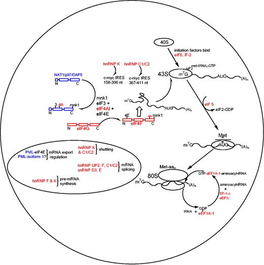 Figure 5. The mechanisms involving ATRA-induced posttranscriptional events in APL produced from our proteomics. Red colors define ATRA-induced down-regulated proteins, and blue colors represent up-regulation (in agreement with the color code in Figure 1A).