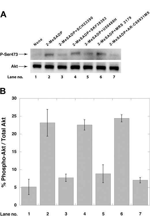 Figure 6. Effect of GIRK inhibitors on ADP-induced Akt phosphorylation. (A) Aspirin-treated, washed human platelets were stimulated with ADP in the presence or absence of reagents as indicated. Platelet lysates were then electrophoresed and probed with phospho-specific Ser473 anti-Akt antibodies as described in “Materials and methods.” (B) Densitometric analysis of the immunoblots from panel A was performed using the ImageGauge Program (Fujifilm Luminescent Image Analyzer). Lane numbers correspond to those in panel A. Data are representative of 3 independent experiments done using platelets from 3 donors, and error bars indicate SEM.