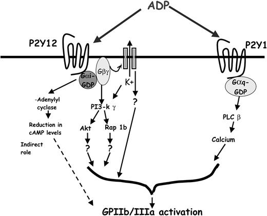 Figure 7. Schematic of possible effectors downstream of the P2Y12 receptor. The figure depicts the signaling events that occur on ADP-induced P2Y12 receptor stimulation. PI3-kinase γ, Akt, and Rap 1b are known effectors, which contribute to P2Y12 receptor–mediated GPIIb/IIIa activation. The βγ subunit of the Gi released on receptor stimulation binds to and activates GIRK channels. GIRK channel activation results in the efflux of K+ and in the generation of an intracellular signaling cascade leading to integrin activation. Functional transducers mediating this signal are yet to be identified.