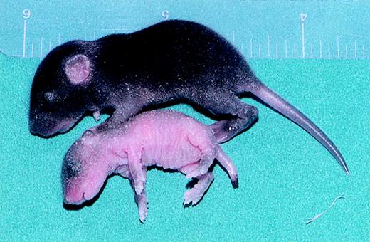 Figure 1. Phenotype of anemic hea pup showing growth retardation and skin abnormalities. A normal pup is pictured above and compared to an anemic hea/hea pup shown below with skin pallor, crusty skin with infoldings, and blackened necrotic tail tip.