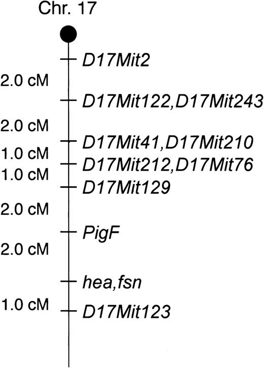 Figure 3. The hea locus maps to the distal end of mouse chromosome 17 near the fsn locus. Relative linkage of genetic markers with the hea locus on mouse chromosome 17 near the established location for the fsn mutant locus. Relative distance in centimorgans (cM) is shown.