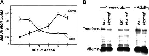 Figure 5. Age-dependent loss of serum iron with concomitant elevated transferrin level in fsn mice. (A) Serum iron was measured in fsn and normal mice as they aged from 1-week-old pups to 5-week-old adults. Serum iron decreases as fsn mice age, whereas serum iron levels rise with age in normal mice. (B) Transferrin levels were assessed by electrophoresis of sera samples on cellulose acetate strips, and bands were visualized by staining with Ponceau S. Sera were collected from 1-week-old fsn and hea pups and adult fsn mice with age-matched normal littermate controls. The cellulose acetate strips were scanned and relative intensities noted for transferrin and albumin. Ratios of these 2 proteins were calculated and compared to normal. Transferrin is slightly elevated in hea pups (1.3 times more transferrin compared with normal littermates). Adult fsn mice were determined to have 2.8 times more transferrin than normal littermates (P < .001). Error bars indicate SEM.