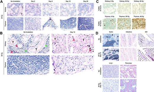 Figure 2. Histologic analyses following irradiation. (A) Histology of hematolymphoid tissue over time following sublethal irradiation. Compared with unirradiated controls (top left panel), kidney interrenal cells decrease daily following a dose of 20 Gy until reaching a nadir on day 8. Thymic sections (bottom panels) show similar decreases in thymocytes over time. By day 8, most thymi are involuted and difficult to detect. After a dose of 20 Gy, both the kidney and thymus recover cellularity by day 20 (right panels). T indicates renal tubule. (B) Histology of hematolymphoid tissue following lethal irradiation. Compared with unirradiated controls (left panels), kidney and thymic hematopoietic cells are largely depleted by day 12 (right panels). Unlike the sublethal time course, hematopoietic cells do not recover after a nadir on day 8 following a dose of 40 Gy. Tips of red chevrons point to erythrocytes, and green chevrons point to leukocytes. (C) TUNEL staining of kidney and thymus sections at 10 hours after irradiation. Both tissues showed a dose-dependent increase in the number of dying cells. (D) Effect of 40 Gy on nonhematopoietic tissues. Compared with unirradiated controls (top panels), only the testis exhibited gross alterations, with spermatogonial progenitor cells (arrowheads) disappearing by day 12 (bottom left panel). Other tissues receiving a 40-Gy dose, including the intestine, gill, liver, and pancreas, did not show gross abnormalities (bottom panels).