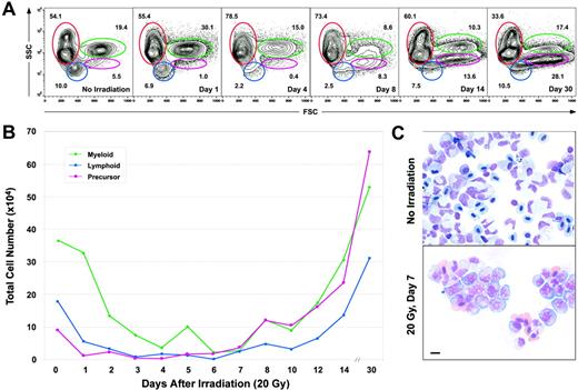 Figure 3. Kinetics of disappearance of kidney blood cell lineages following sublethal irradiation. (A) Light scatter profiles of whole kidney marrow cells showing the effects of 20 Gy on the relative percentages of erythrocytes (red gate), lymphocytes (blue gate), precursors (pink gate), and myeloid cells (green gate) over time. At each time point, 5 animals were killed; the mean values for each lineage are presented in the FACS plots. Representative plots were chosen from each time point based on these mean values. (B) Absolute cell counts of each leukocyte subset over time. The numbers of each population decreased to their low points by days 4 to 6. Cell counts gradually increased after this point until reaching numbers much higher than pre-irradiation levels by day 30. (C) Cytospin preparation of unirradiated (top) versus irradiated (bottom) WKM on day 7, showing that most cells within irradiated WKM display immature morphologies. Scale bar equals 10 μm.