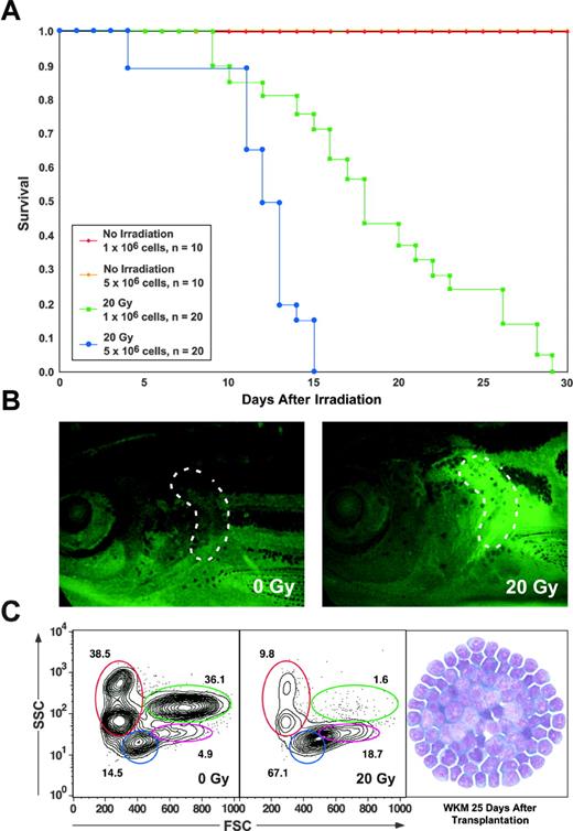 Figure 4. Transplantation of lethal T-cell leukemia requires irradiation. (A) Kaplan-Meier survival curves following transplantation of leukemic T cells into recipient animals receiving either no irradiation or 20 Gy of TBI. Performing transplantation into irradiated animals led to a dose-dependent decrease in survival over 30 days, whereas unirradiated controls remained healthy. (B) GFP+ donor cells colonize recipient thymi only after irradiation. (C) Examination of moribund animals 25 days after irradiation and transplantation showed the kidney to be almost completely replaced by leukemic lymphoblasts by FACS (middle) and WKM cytospins (right).
