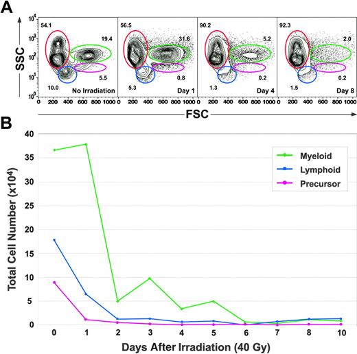 Figure 5. Kinetics of disappearance of kidney blood cell lineages following lethal irradiation. (A) Light scatter profiles of whole kidney marrow showing the effects of 40 Gy on the relative percentages of erythrocytes (red gate), lymphocytes (blue gate), precursors (pink gate), and myeloid cells (green gate) over time. (B) Absolute cell counts of each leukocyte subset over time. The numbers of each population decreased to their low points by day 6 and did not subsequently recover before death.