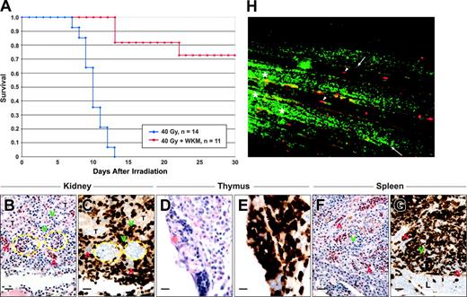 Figure 6. Hematopoietic cell transplantation rescues survival of the minimum lethal dose. (A) Kaplan-Meier survival curves of adult zebrafish receiving a dose of 40 Gy with (red line) or without (blue line) transplantation of 1 × 106 WKM. All irradiated animals not receiving transplants died by 14 days. By contrast, more than 70% of animals that received a transplant survived for at least 30 days. (B-G) Animals receiving transplants of transgenic β-actineGFP WKM cells that survived 30 days showed robust reconstitution of hematolymphoid tissues by donor-derived cells, including the kidney (B-C), thymus (D-E), and spleen (F-G). Sections stained for GFP are serial sections following those stained with hematoxylin and eosin and are separated by 4 to 12 μm. Dashed yellow lines demarcate glomeruli; red chevrons, erythrocytes; and green chevrons, leukocytes. T indicates renal tubules; and L, liver. Scale bar equals 20 μm. (H) Transplantation of double-transgenic β-actineGFP × GATA-1dsRED WKM allows visualization of multilineage hematopoietic reconstitution in living recipients. Still image from the Supplemental Video (see the Supplemental Video link at the top of the online article on the Blood website) shows a closeup (× 100) view of the capillary network in the tail of an HCT recipient at 30 days after transplantation. Arrows denote donor-derived leukocytes and arrowheads show donor-derived erythrocytes. Asterisk denotes regions of skin autofluorescence.
