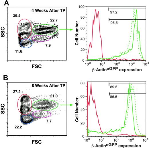 Figure 7. FACS analysis of irradiated recipients rescued by transplantation of WKM cells carrying a β-actineGFP transgene. (A) Visualization of kidney scatter populations (left) shows that 97% of myeloid cells (green gate) in recipient 1 (dotted green histogram, right panel) and 95% of myeloid cells in recipient 2 (solid green histogram, right panel) are donor-derived at 4 weeks after transplantation based on expression of the GFP transgene. (B) Similar analysis of 2 transplant recipients at 8 weeks after transplantation shows 89% and 86% donor-derived myeloid cells. Erythroid cells (red gate, left panels) do not express the β-actineGFP transgene and were used as internal negative controls for GFP expression (solid red histograms, right panels).