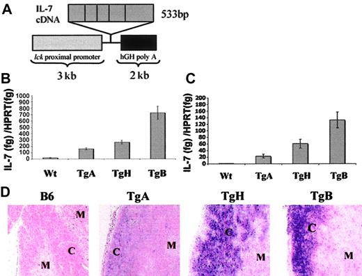 Figure 1. Construction of the lck–IL-7 transgene and IL-7 expression in Tg+ and B6 mice. (A) The construct included 3 kb of the lck proximal promoter, 533 bp of IL-7 murine cDNA containing the whole coding murine sequence, and 2 kb of the intron post stop codon of the 3′ human growth hormone (hGH).26 (B-C) Comparison of thymic IL-7 expression among the 3 founder lines of IL-7 Tg and negative controls in newborn and 6- to 8-week-old mice, respectively. Real-time PCR was performed for IL-7 expression and normalized to HPRT expression. Results were presented as the ratio of IL-7 (fg)/HPRT (fg) expression. (B) Total thymocyte tissue was used to determine IL-7 expression in day-1 newborn mice. The numbers of mice were as follow: TgA = 5, TgH = 3, TgB = 4, and negative littermates n = 8. (C) DP, CD4SP, and CD8SP cells from adult thymi were positively selected as described in “Materials and methods” and compared with thymic tissue from normal B6 mice. Error bars indicate SEM. (D) In situ hybridization with IL-7 RNA probe. Representative sections from the thymus of TgA, TgH, TgB, and normal B6 mice showing the localization of IL-7 expression to the cortex “C” and the medulla “M.”