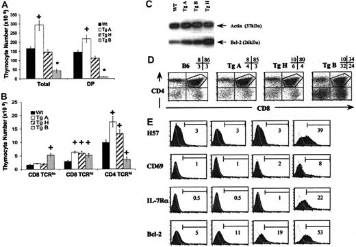Figure 2. Effect of IL-7 overexpression on αβ T-cell development. Panels A-B represent absolute thymocyte counts from 6- to 12-week-old TgA (n = 11), TgH (n = 7), TgB (n = 12), and negative littermates (n = 15). *P < .0001; +P < .05. The 2 bar graphs depict absolute numbers (mean ± SEM) of total thymocytes and DP cells (A) and CD8+TCRlo, CD8+TCRhi, and CD4+TCRhi thymocytes (B) from Tg+ and Tg– mice. Error bars indicate SEM. (C) Western blot for Bcl-2 on sorted DP thymocytes from all 3 Tg lines and normal B6 mice. Actin was used as a control. (D) Dot plot analysis of CD4 and CD8 expression on thymocytes from representative 8-week-old Tg+ (A, H, and B lines) versus Tg– control mice. The percentages of DN, DP, CD4SP, and CD8SP in each sample are indicated. The gate is used to analyze the DP cells. (E) Maturation markers, IL-7 Rα, and Bcl-2 expression in DP thymocytes from representative Tg+ and Tg– mice. The shaded areas represent the marker of interest, and the open areas represent the negative isotype controls. The percentage of positive cells for each marker is shown.