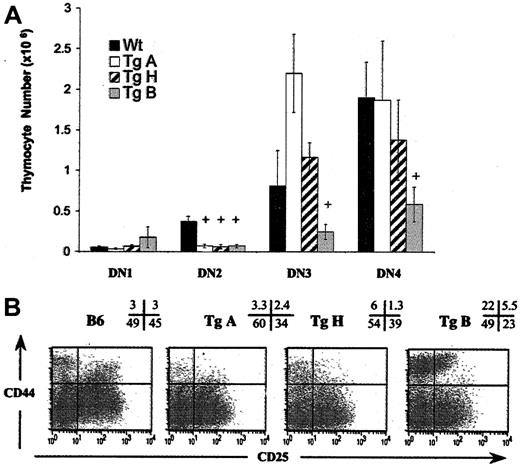 Figure 3. Early T-cell development is affected in all Tg+ founder lines. Total immature progenitor thymocytes (DN) were gated on lineage-negative cells as described in “Materials and methods,” and classified from DN1 through DN4 according to the expression of CD44 and CD25 surface molecules. (A) Absolute DN counts from 6- to 12-week-old TgA (n = 8), TgH (n = 5), TgB (n = 9), and negative littermates (n = 15). +P < .05. Error bars indicate SEM. (B) Appearance of a prominent population of CD44hi cells within DN1 and DN2 subpopulations in TgB line. Dot plots depict expression of CD44 versus CD25 on DN thymocytes from all 3 Tg+ lines versus Tg– individual mice. The percentage of events corresponding to each quadrant is shown.