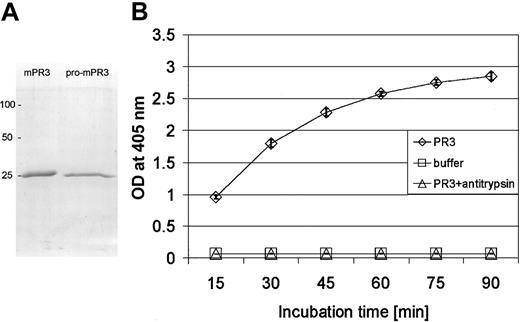 Figure 1. Purification and characterization of recombinant catalytically active mPR3. (A) Purified recombinant mPR3 and pro-mPR3 after SDS-PAGE separation and staining with Coomassie brilliant blue; molecular mass markers are on the left. (B) Enzymatic activity of recombinant mPR3 (⋄), which was determined by measuring the increase of light absorption at 405-nm wavelength during hydrolysis of the paranitroanilide substrate MeOSuc-Ala-Ala-Pro-Val-pNA. Enzymatic activity is completely inhibited by an excess of bovine α1-antitrypsin (▵). Pro-mPR3 does not hydrolyze the substrate (not shown). Data points represent the mean of triplicate measurements after various incubation times. Error bars indicate the SD of the mean. □ indicates data points for the buffer solution.