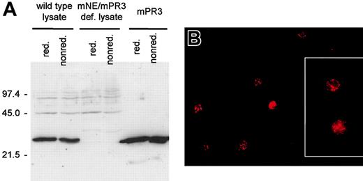 Figure 2. Antibodies against mPR3 generated in mPR3/mNE-deficient mice recognize mPR3 from mouse neutrophils. (A) Western blot analyses of murine neutrophil lysates derived from wild-type mice (lanes 1-2), knockout mice lacking mPR3 (lanes 3-4), and of recombinant mPR3 (lanes 5-6) resolved by SDS-PAGE under reducing (lanes 1, 3, and 5) and nonreducing conditions (lanes 2, 4, and 6) using antiserum pool 1; molecular mass markers are given on the left. Murine antibodies recognize mPR3 in wild-type neutrophils, but do not stain proteins in neutrophil lysates of mPR3/mNE-deficient mice (mPR3/mNE-def). The faint band of approximately 20 kDa in lanes 5 and 6 is a minor degradation product of mPR3 as determined by N-terminal amino acid sequencing. Equivalent results were obtained with antiserum pool 2 (not shown). (B) Indirect immunofluorescence microscopy using PFA-fixed murine neutrophils from wild-type and mPR3/mNE-deficient mice as a substrate and mPR3-specific antiserum pool 1 to demonstrate a PR3-ANCA–like pattern. The cytoplasm of wild-type granulocytes is stained with strong granular accentuation. Equivalent results were obtained with PR3 antiserum pool 2, whereas neither mock immune serum-treated wild-type neutrophils nor PR3 antiserum-treated neutrophils from mPR3/mNE-deficient mice stained positively (not shown). The fixed cells were embedded in Movid (Calbiochem, CA). Microscopy and photography were performed with an Axioplan 2 microscope (Zeiss, Göttingen, Germany) equipped with a 10 × /2.5 ocular, 20 × /0.5 neofluar, 40 × /0.75 neofluar, and 63 × /1.4 oil (inset) objectives, and a SpotRT color digital camera (Diagnostic Instruments, Sterling Heights, MI) Fluorescence images were electronically recorded with Metamorph software (Visitron Systems, Puchheim, Germany). Original magnification × 400; inset × 630.