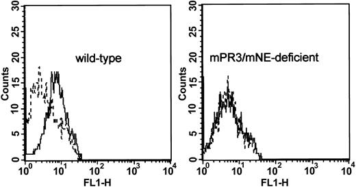 Figure 3. Cytofluorometric detection of mPR3-ANCAs on the surface of primed murine neutrophils. Wild-type peritoneal granulocytes were incubated with mPR3-antiserum pool 1 (solid line) or preimmune serum (dashed line). Enhanced cell surface binding of monospecific antiserum pool 1 in comparison to the binding of a preimmune serum was visualized with a Cy3-conjugated F(ab′)2 goat antimouse (Fab) antibody (left). The right panel shows the absence of staining of peritoneal granulocytes that were prepared from an mPR3/mNE-deficient mouse.