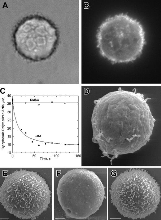 Figure 4. Lymphoma cell microvilli are dynamic and actin dependent. (A) Phase-contrast micrograph of a fixed 300.19 cell. (B) Rhodamine fluorescence of same 300.19 cell stained with rhodamine-phalloidin. (C) Time course of decrease in cellular rhodamine-phalloidin after treating 300.19 cells with 1 mm LatA or with dimethyl sulfoxide (DMSO) carrier. (D) SEM of 300.19 cell 2 minutes after treatment with 1 μM LatA. (E-G) SEMs of 300.19 cells before treatment (E), after 10 minutes in 1 μM LatA (F), and 30 minutes after LatA wash out (G). Scale bars are 2 μm. Original magnification × 1000 (A-B) and × 10 000 (D).