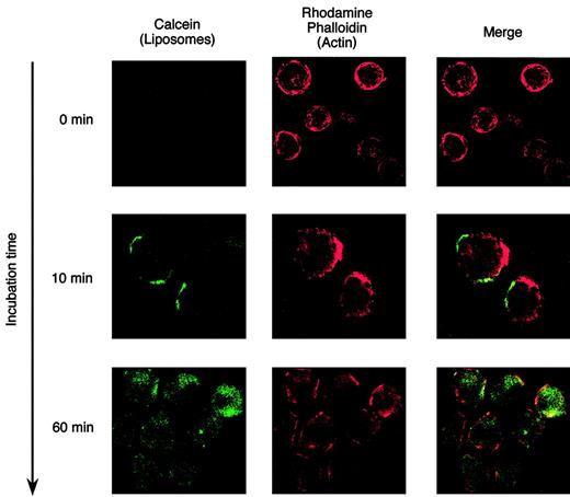 Figure 2. Internalization analysis of Cal-CD19-liposomes by confocal laser-scanning microscopy. SUP-B15 cells were incubated with Cal-CD19-liposomes at 37° C for the indicated times. After washing and fixation, cells were allowed to adhere to glass slides using Cytospin 3. Thereafter, cells were stained with rhodamine phalloidin to visualize cytoplasmic actin. The prepared slides were analyzed by confocal laser-scanning microscopy. The images were acquired using a Radiance 2100 Confocal and Multi-photon Imaging System (Bio-Rad) with an Axioshop 2 plus microscope (Carl Zeiss, Jena, Germany). The type of the objective lens was Plan-Apochromat (Carl Zeiss) with a numerical aperture of 1.40. The acquisition and subsequent processing software were Laser Sharp 2000 (Bio-Rad) and Adobe Photoshop 5.0 (Adobe Systems, San Jose, CA), respectively. Original magnification × 630. Green fluorescence of calcein (left column), red fluorescence of rhodamine phalloidin (middle column), and the merged image (right column) are shown. In this assay, internalization of the Cal-CD19-liposomes will result in a yellow signal in the merged image.