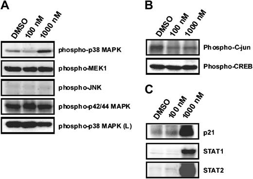 Figure 2. Effects of violacein on MAPKs phosphorylation and on p21, STAT1, and STAT2 expression in HL60. Cells were treated with violacein (100 and 1000 nM), and the phosphorylation of MAPKs (A); c-jun and CREB (B); and p21, STAT1, and STAT2 expression (C) were evaluated by immunoblotting. Soluble lysates were matched for protein content and analyzed on Western blot. The phosphorylation of p38 was also analyzed in human lymphocytes (L). One representative immunoblot of 3 independent experiments is presented.
