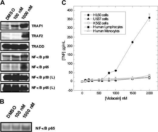 Figure 3. Effects of violacein on the expression of proteins involved in the TNFR1 signaling, NF-κB p65 translocation, and TNF-α production. (A) After incubation for 24 hours with violacein, equal amounts of protein (50 μg) of total lysates were subjected to immunoblot analysis with TRAF1 and 2, TRADD, NF-κB (p50 and p65) antibodies. The profile of NF-κB (p50 and p65) was also evaluated for samples from human lymphocytes (L). (B) Nuclear extracts were subjected to immunoblot analysis with NF-κB p65 antibody. (C) Cells were treated with different concentrations of violacein for 24 hours, and the TNF-α concentrations were determined in the supernatants by ELISA. Results represent the mean value ± standard error of the mean (SEM).