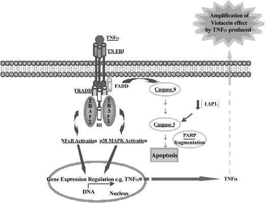 Figure 7. Schematic representation of the molecular mechanism of violacein-induced HL60 cell death. Data presented in this report revealed that violacein induces apoptosis in HL60 cells through activation of the TNF signaling cascade as demonstrated by up-regulation of TRAF2 and its coimmunoprecipitation with TNFR1. Trimeric TNF binds to and trimerizes TNFR1 molecules, leading to a recruitment of TRADD, which in turn can recruit TRAF2, receptor-interacting protein (RIP), and Fas-associated death domain (FADD). This event is involved in NF-κB, MAPK, and caspase 8 induction. p38 MAPK and NF-κB are translocated to the nucleus and activate some gene transcription (eg, TNF-α). Newly produced TNF-α will amplify the effect of violacein in neighboring cells. Active caspase 8 initiates the apoptotic cascade as demonstrated by activation of caspase 3 and PARP cleavage. TNFR1 can activate 2 signaling pathways, cell survival (through activation of NF-κB), or apoptosis. HL60 cells treated with violacein for 24 hours presented dominance of the apoptotic signaling cascade (which was also demonstrated by down-regulation of IAP1 and PARP cleavage). All proteins investigated in this work have been underlined.
