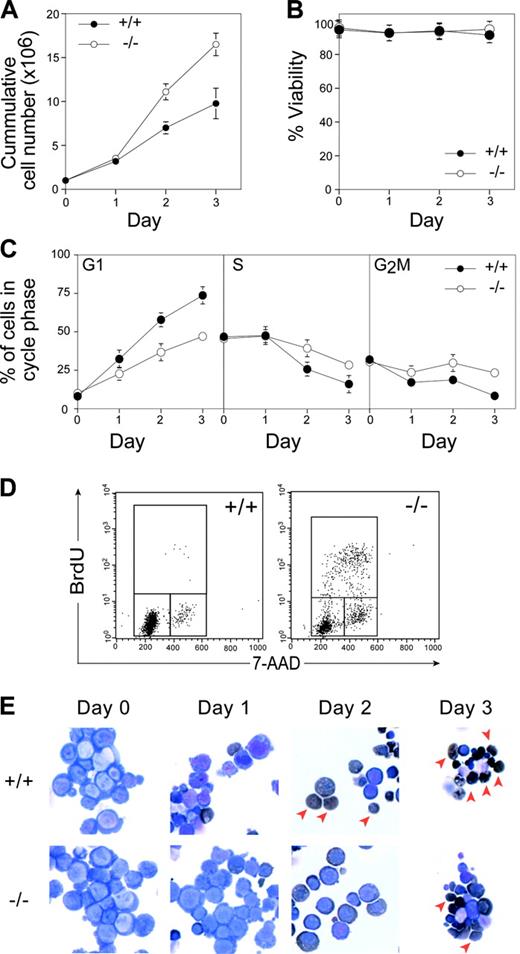 Figure 1. In vitro differentiation of Rb–/– erythroid progenitors. (A) Cumulative proliferation was assessed by measuring the number of live cells in each culture using trypan blue exclusion assay. (B) Level of viability determined by trypan blue exclusion. (C) Cell cycle profiles were measured by PI analysis, and the percentage of cells in each cell cycle stage was determined by Modfit LT Software (Verity Software House, Topsham, ME). (D) FACS determination of BrdU incorporation after 1-hour in vitro BrdU pulse at 2 days after differentiation induction. (E) Morphologic analysis of cytospins after erythroid differentiation by May-Grünwald-Giemsa and benzidine (dark brown) staining. Arrowheads denote enucleated cells. Error bars indicate SD. These data are representative of 4 independent experiments.