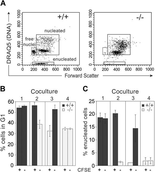 Figure 2. Analysis of wild-type and Rb–/– erythroid cocultures. Rb–/– or wild-type erythroid progenitors were CFSE labeled and mixed with combinations of Rb–/– or wild-type unlabeled cells (combinations 1 to 4). (A) FACS scheme used to discriminate nucleated erythroid cells, enucleated erythrocytes, and extruded “free” nuclei based on the DNA dye DRAQ5 and forward scatter on day 2 of differentiation. Note the near absence of enucleated and free nuclei in differentiated Rb–/– erythroid cells. CFSE-labeled (+) and unlabeled (–) cells were separated based on fluorescence intensity. (B) Cell cycle profiles for each population measured by DRAQ5 analysis of nucleated erythroid cells. (C) Enucleated cell percentage based on gate indicated in panel A. Error bars indicate SD. These data are representative of 2 independent experiments.