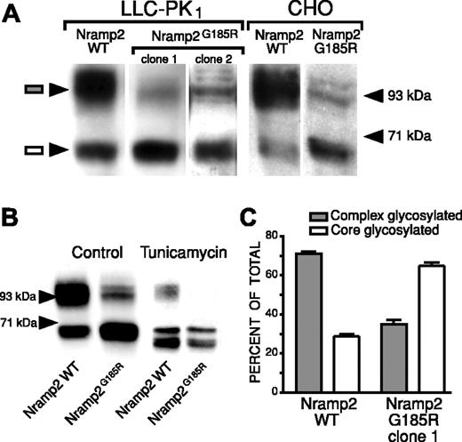 Figure 1. Expression of WT and Nramp2G185R in stably transfected cells. (A) Lysates of LLC-PK1 cells (left) or CHO cells (right) stably transfected with either the WT or G185R forms of HA epitope–tagged Nramp2 were subjected to electrophoresis and immunoblotting with anti-HA antibodies. Two separate clones of LLC-PK1 cells transfected with mutant Nramp2 are illustrated. The positions of the complex-glycosylated (▦) and core-glycosylated forms of Nramp2 (□) are indicated to the left and the locations of molecular weight markers are shown to the right. Immunoblot is representative of 4 experiments. (B) LLC-PK1 cells stably transfected with either the WT or G185R forms of Nramp2 were either left untreated (control) or were incubated with 2.5 μg/mL tunicamycin for 16 hours before solubilization, electrophoresis, and immunoblotting as for panel A. Representative of 4 experiments. (C) Quantification of the relative proportion of complex-glycosylated and core-glycosylated Nramp2 in LLC-PK1 cells transfected with WT or mutant Nramp2. Immunoblots from experiments like that in panel A were scanned and the optical density of the complex- and core-glycosylated forms were then expressed as a percentage of the total. Data are means plus or minus SE of 8 experiments.