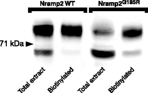 Figure 3. Detection of exofacial Nramp2 by biotinylation. LLC-PK1 cells stably transfected with either WT or Nramp2G185R-HA were treated with EZ-NHS-sulfoBiotin, a membrane-impermeant biotinylating reagent, as described in “Materials and methods.” Cell lysates were prepared and biotinylated membrane proteins were precipitated using mono-avidin beads. The biotinylated proteins were eluted, and analyzed by SDS-PAGE together with samples of the initial whole-cell lysate, transferred onto polyvinylidene difluoride (PVDF) membrane and blotted with anti-HA antibodies to identify Nramp2. The volume of whole-cell lysate (labeled “Total extract” in the figure) was equivalent to one tenth of the amount used for avidin precipitation in the corresponding lanes labeled “Biotinylated.” The blot is representative of 3 experiments.
