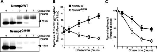 Figure 4. Estimation of the rates of formation and degradation of WT and Nramp2G185R. LLC-PK1 cells stably transfected with either WT or Nramp2G185R-HA were labeled metabolically by a 60-minute pulse of 35S-Met/Cys, followed by chase periods of the indicated length (in hours). The cells were next subjected to lysis, immunoprecipitation of Nramp2, gel electrophoresis, and autoradiography. (A) Typical radiograms of WT Nramp2 (top) and Nramp2G185R (bottom) transfected cells. (B) Estimation of the rate and efficiency of formation of the complex-glycosylated form of WT Nramp2 (▪) and Nramp2G185R (○). (C) Estimation of the rate of disappearance of the core-glycosylated species. Data in B and C were quantified as described in “Materials and methods” and are means plus or minus SE of 4 separate experiments.