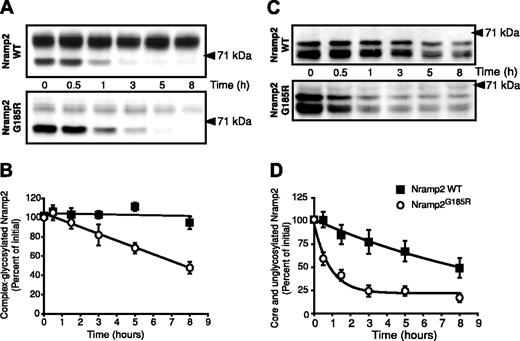 Figure 5. Determination of the half-life of the different glycosylation states of WT and Nramp2G185R. (A) LLC-PK1 cells stably transfected with either WT (top) or Nramp2G185R-HA (bottom) were treated with cycloheximide (20 μg/mL) for the indicated periods of time. Whole-cell lysates were then subjected to electrophoresis and immunoblotting with anti-HA antibodies. (B) Rate of disappearance of the complex-glycosylated form of WT Nramp2 (▪) and Nramp2G185R (○), from 4 experiments like that in panel A. (C) Cells were incubated overnight with 2.5 μg/mL tunicamycin before addition of cycloheximide. Analysis was done as for panel A. (D) Rate of disappearance of the core- and unglycosylated forms of WT Nramp2 and Nramp2G185R, from 4 experiments like that in panel C. Data in B and D are means plus or minus SE.
