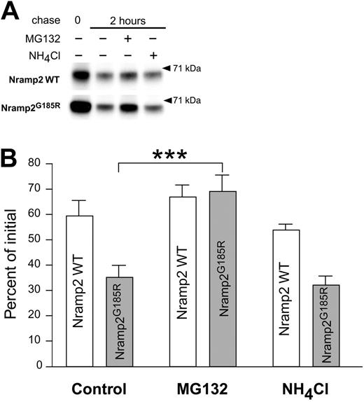 Figure 6. Analysis of the degradation mechanisms of WT and Nramp2G185R. LLC-PK1 cells transfected with WT or Nramp2G185R-HA were labeled metabolically by a one-hour pulse of 35S-Met/Cys. Samples of the labeled cells were taken immediately after the pulse (0 chase) or after a 2-hour chase in the absence of presence of either 10 μM of MG132 or 15 mM of NH4Cl, as indicated. The cells were next subjected to lysis, immunoprecipitation of Nramp2, gel electrophoresis, and autoradiography, as in Figure 4. (A) Typical radiograms of WT (top) and Nramp2G185R (bottom) transfected cells. Only the band corresponding to the core-glycosylated species is shown. (B) Quantification of the fraction of core-glycosylated Nramp2 remaining after a 2-hour chase, normalized to the amount of the respective protein immediately after the radioactive pulse. Data are means plus or minus SE of 3 experiments like that shown in panel A. ***P < .001, calculated using Student t test.