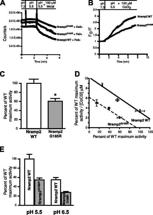 Figure 7. Comparative assessment of the transport properties of WT and Nramp2G185R. (A) Measurements of calcein fluorescence in cells expressing WT Nramp2 or Nramp2G185R. Cells were initially bathed at pH 7.3 and pH was lowered to 5.5 where indicated. Finally, 100 μMCo2+ or Fe2+ was added as noted. Representative raw data are illustrated. (B) Co2+ uptake determinations by cells transfected with WT or Nramp2G185R, calculated from experiments like that in panel A. Data are presented as the ratio of the initial fluorescence (F0) divided by the fluorescence (F) recorded at the indicated times. (C) The initial rates of Co2+ transport, measured as in panel B, were normalized by the number of surface-exposed Nramp2 molecules, determined in parallel with anti-HA antibodies, as described in “Materials and methods.” To facilitate comparison, the specific transport activity of the mutants is expressed as a fraction of the WT. Data are means plus or minus SE of 6 individual determinations. * P < .05, determined by Student t test. (D) Eadie-Hofstee plot of the transport activity of WT (▪) and Nramp2G185R (○) as a function of the concentration of Co2+. Data are means plus or minus SE of 6 determinations. (E) pH dependence of Co2+ transport in cells transfected with WT or Nramp2G185R. Measurements of the specific transport activity are presented as a fraction of the activity of WT Nramp2 at pH 5.5. Data are means plus or minus SE of 4 determinations.