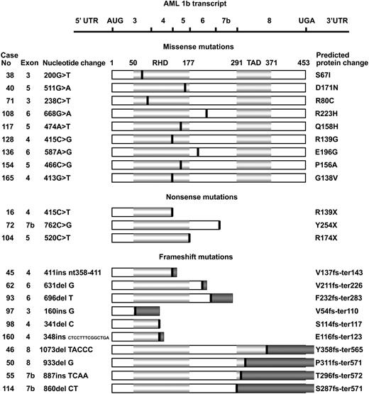 Figure 1. Spectrum of AML1 mutations. The horizontal line at the top represents the AML1b transcript. Horizontal light gray bars below represent the AML1 protein indicating the runt homology (RHD) and transactivation domains (TADs). The amino acid numbers are shown above the bars. The black vertical lines indicate the relative positions of the 22 AML1 mutations grouped as 9 missense mutations, 3 nonsense mutations, and 10 frameshift mutations. Dark gray bars represent the incorrect amino acids after the frameshifts. Patient numbers, mutated exons, and nucleotide substitutions are shown to the left, whereas the predicted protein changes are shown to the right. The nucleotide numbers are relative to the start codon ATG defined as +1ofthe AML1b transcript (blast accession no.: L34598). Ins denotes insertion; del, deletion; fs, frameshift; and ter, termination.