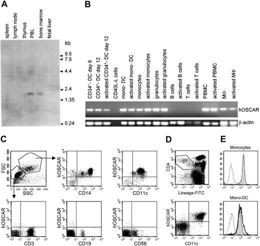 Figure 1. hOSCAR is expressed in myeloid cells. (A) Northern blot analysis. A hOSCAR-specific single band at approximately 1.8 kb was detected in peripheral blood leukocyte (PBL) and bone marrow. (B) RT-PCR analysis. Macrophages (MΦ) and granulocytes were derived from cord blood CD34+ progenitors. DCs were generated from cord blood CD34+ progenitors (CD34+ DCs) or from blood monocytes (mono-DCs). PBMCs, monocytes, blood T cells, and tonsillar B cells were freshly isolated. Activations were by CD40-ligand transfected L cells (for in vitro–derived DCs and B cells), LPS (for monocytes), PMA/ionomycin (for granulocytes, PBMCs, and MΦ), or anti-CD3, anti-CD28 antibodies (for T cells). hOSCAR and β-actin were amplified for 30 and 25 cycles, respectively. (C) Two-color flow cytometry analysis of PBMCs. Cells were labeled with biotin-conjugated anti-hOSCAR, followed by incubation with streptavidin-PE and FITC-conjugated mAbs against the indicated cellular markers. Acquisition was performed by gating on the different cell populations, depending on the forward and right-angle scatter parameters. (D) Four-color flow cytometry analysis of PBMCs. Cells were stained with FITC-lineage cocktail, PE-Cy5–anti-CD4, APC–anti-CD11c, and biotin-conjugated anti-hOSCAR, followed by streptavidin-PE. Primary DCs are included within lineage–/CD4+ cells; CD11c+ cells correspond to myeloid DCs, whereas CD11c– cells correspond to plasmacytoid DCs. (E) Cell surface expression of hOSCAR in monocytes and mono-DCs. Untreated monocytes (shaded histogram) and mono-DCs treated with LPS for 24 hours (solid bold) or untreated (shaded histogram) were analyzed by FACS for cell surface expression of hOSCAR, using anti-hOSCAR mAbs and GAM-PE. Dashed profiles indicate background staining with a control IgG1 mAb.