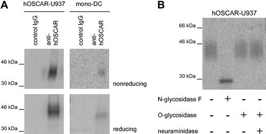 Figure 2. hOSCAR is a cell-surface monomeric glycoprotein. (A) SDS-PAGE analysis of hOSCAR immunoprecipitated from 125I-labeled hOSCAR-transfected human U937 cells (left panels) and 125I-labeled mono-DCs (right panels). The cell lysate was immunoprecipitated as indicated with either isotype-matched control mAb (control IgG) or anti-hOSCAR mAb. Upon gel exposure on phosphorscreen and phosphoImager detection, hOSCAR appears as an approximately 45-kDa band under both nonreducing and reducing conditions. (B) Glycosylation of anti-hOSCAR precipitates from hOSCAR-transfected 125I-labeled human U937 cells. Deglycosylation was performed with N-glycosidase F or with neuraminidase and/or O-glycosidase, before SDS-PAGE and detection as above. Upon digestion of the N-linked sugars, hOSCAR appears as a thin band of approximately 30 kDa, corresponding to its totally unglycosylated form. The data are representative of 3 independent experiments.