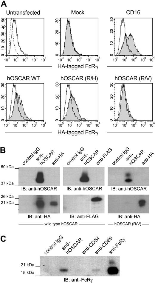 Figure 3. hOSCAR is associated with the ITAM-bearing adaptor FcRγ chain. (A) Stable HEK293T transfectants expressing an HA-tagged FcRγ were transfected with empty plasmid (mock) or plasmid-expressing CD16, hOSCAR wild-type (WT), or transmembrane mutant hOSCAR (R/H) and hOSCAR (R/V) substituting histidine and valine, respectively, for arginine. The HA-tagged FcRγ was detected by cell surface staining of the transfectants with anti-HA mAbs (shaded histograms) compared to in untransfected cells (open histograms). Dashed profiles indicate background staining with a control IgG1 mAb. (B) hOSCAR-transfected HEK293T with HA-tagged FcRγ (left panel) or FLAG-tagged DAP12 (center panel) and hOSCAR (R/V)-transfected HEK293T with HA-tagged FcRγ (right panel) were lysed in 1% digitonin buffer and immunoprecipitated with isotype-matched control mAbs (control IgG), anti-hOSCAR, or anti-tag mAbs. Western blot with biotin-conjugated anti-hOSCAR and ExtrAvidin-HRP allowed the detection of the receptor, while the presence of the adapters was revealed with HRP-conjugated anti-HA and anti-FLAG mAbs. HA-tagged FcRγ, but not FLAG-tagged DAP12, coimmunoprecipitates with hOSCAR. This association is lost with the R/V mutant. (C) Digitonin lysates from mono-DCs were incubated with isotype-matched control mAbs (control IgG), anti-hOSCAR, anti-CD54, anti-CD89 mAbs, or anti-FcRγ polyclonal Abs. The endogenous FcRγ in the immunoprecipitates was detected by Western blot with anti-FcRγ polyclonal Abs and HRP-conjugated donkey anti-rabbit Abs. The FcRγ coimmunoprecipitates with hOSCAR and CD89 in mono-DCs. The data are representative of 3 independent experiments.