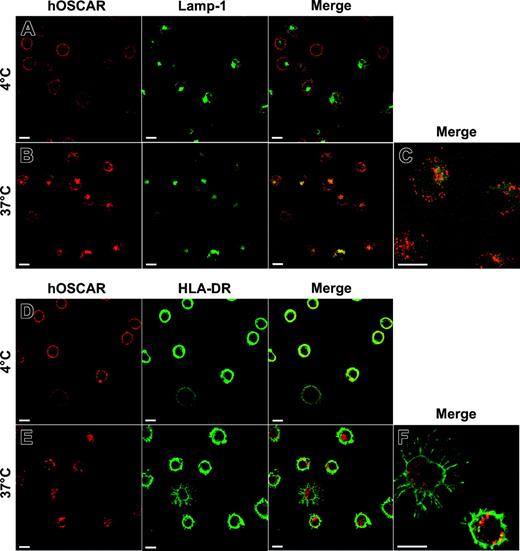 Figure 6. Colocalization of hOSCAR-internalized material with Lamp-1 and HLA-DR after 20 minutes of endocytosis. Mono-DCs were allowed to adhere onto poly-l-Lysine slides and incubated with hOSCAR-specific F(ab′)2 in the presence of 2% human serum. These primary mAbs then were cross-linked with Alexa 594–conjugated GAM F(ab′)2, and the cells were moved to 37° C (B-CE-F) to allow endocytosis or kept on ice (AD). After 20 minutes, the cells were moved to 4° C, fixed, and permeabilized to allow labeling of intracellular markers (A-C: anti–Lamp-1–FITC; D-F: anti–HLA-DR biotin and Alexa 488–conjugated streptavidin). To analyze the relative localization of the material internalized by hOSCAR (in red) and the intracellular markers (in green), the pictures were merged, and double-labeled areas appeared in yellow. Upon 20 minutes endocytosis, the intracellular compartments accessed by hOSCAR-internalized material were Lamp-1 (B-C) and HLA-DR positive (E-F). Bars: 10 μm. The data are representative of 2 experiments.